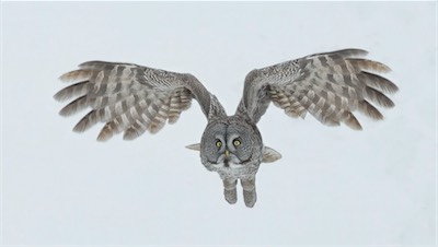 owl flap