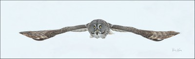 great grey owl flight