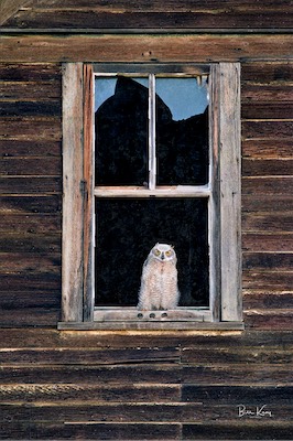 owl in the window