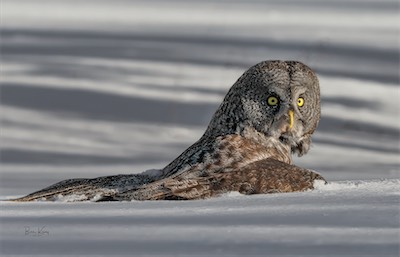 Great Grey in snow
