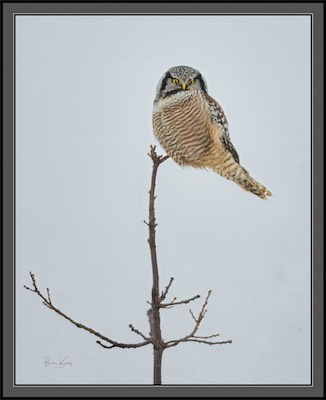 owl branch