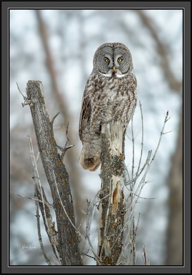 owl perch