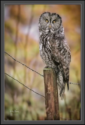 owl post