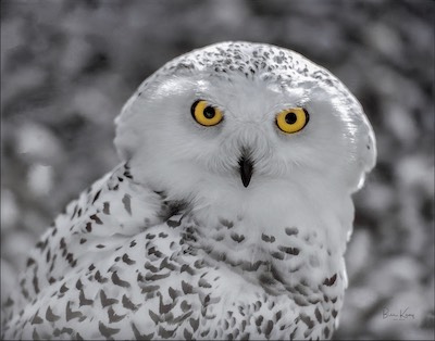 snowy owl head shot