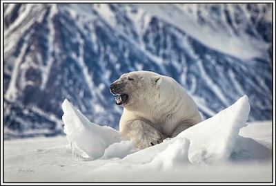 polar bear ice