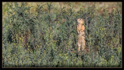 gopher camouflaged