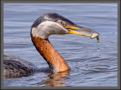 red-necked grebe