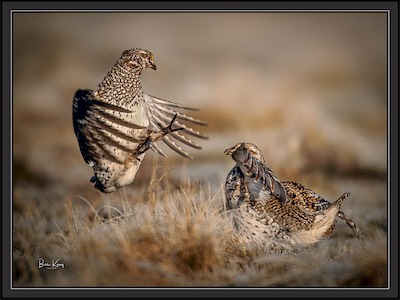 sharp-tail grouse leap