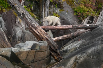 long walk spirit bear cub