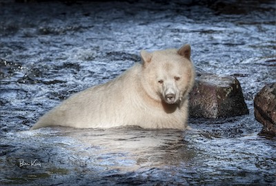 spirit bear bath