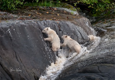 cliff climb for cubs