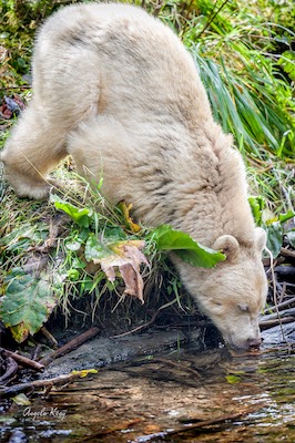 drinking bear