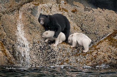 spirit bear mom and 2 cubs