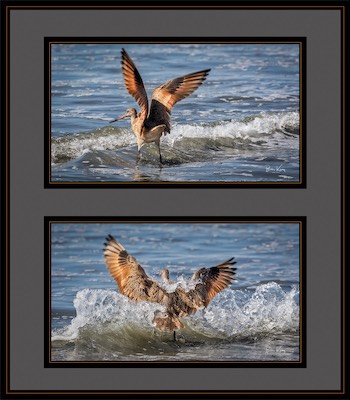 Godwit bath