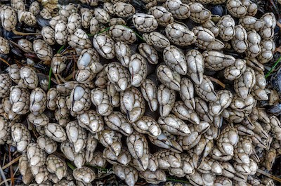 goose-necked barnacles