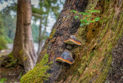 mushroom log