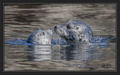 seals - nose to nose