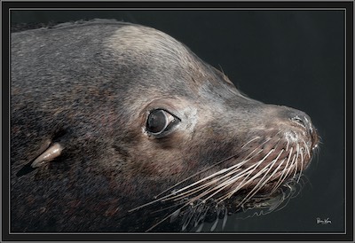 sea lion closeup
