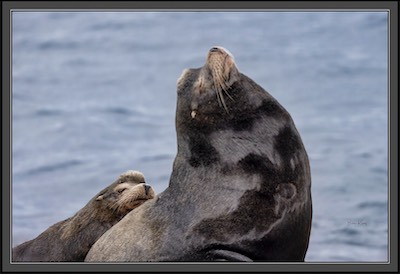 sea lion nap