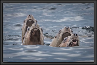sea lion alert