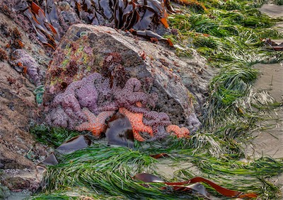 starfish rock