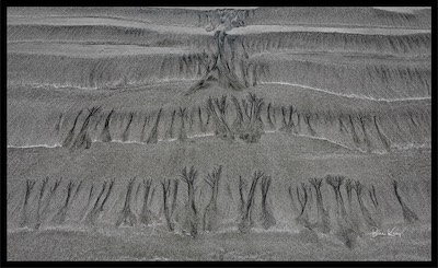 sand forest, carved by tide