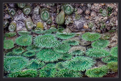 water life on Vancouver Island