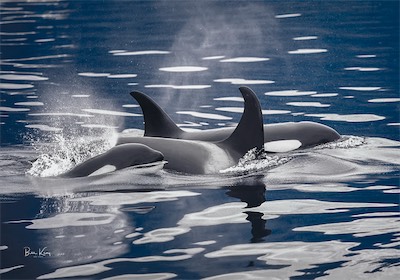 killer whale family