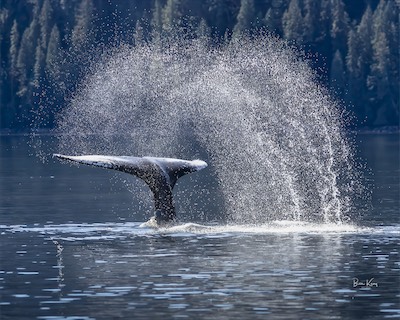 humpback whale tail spray