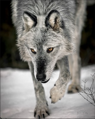 silvertip wolf