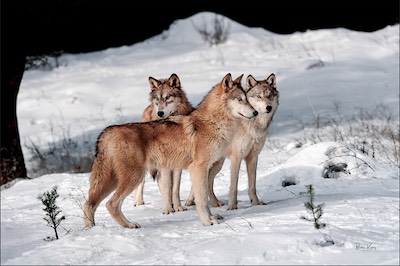 three-wolves.jpg
